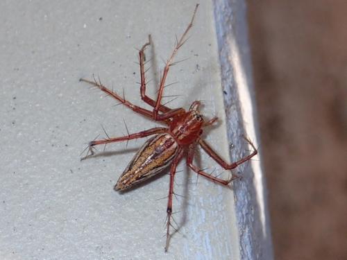 Réf. 196 968 : Oxyopes sp.
